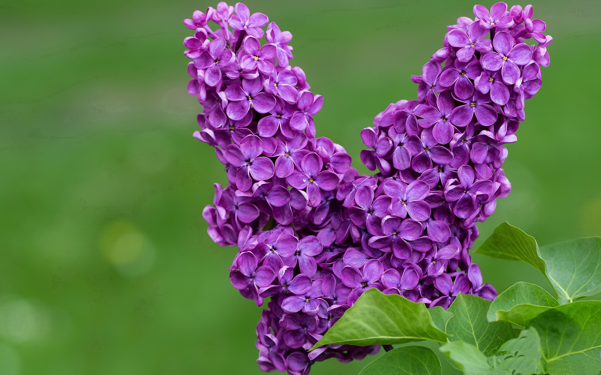 _湖人队状态回升，迎来一波连胜_，湖人队2022