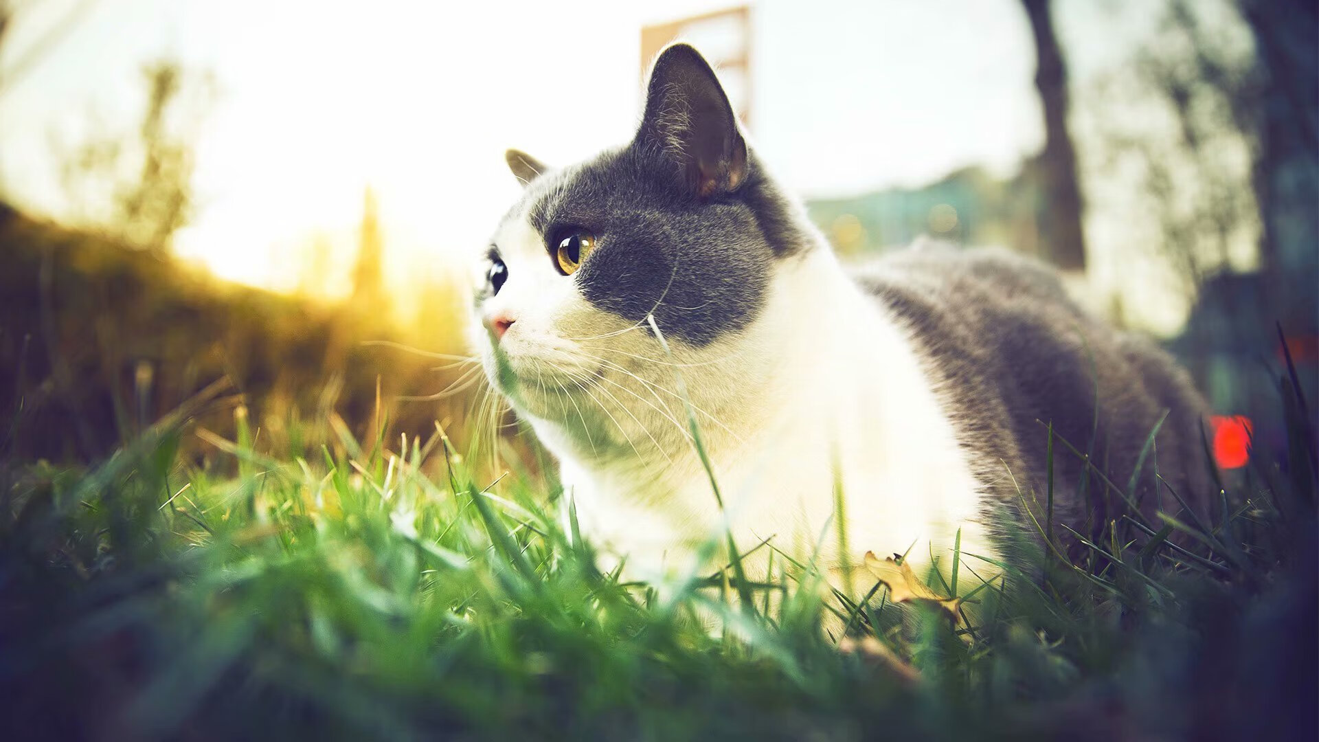 _篮网战术多变，联盟第一稳如泰山_，篮网2022