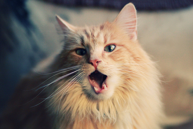 九游-_莎拉波娃红土封王，法国公开赛再现昔日风采_，莎拉波娃2012法网